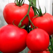 Томат Загадка червоний 0.5 г ТМ Коуел 